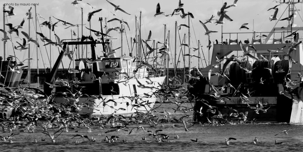 photo "noise in the harbour:seagulls" tags: black&white, 