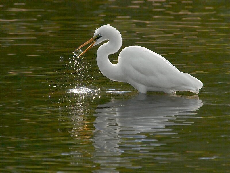 photo "Egret" tags: nature, 