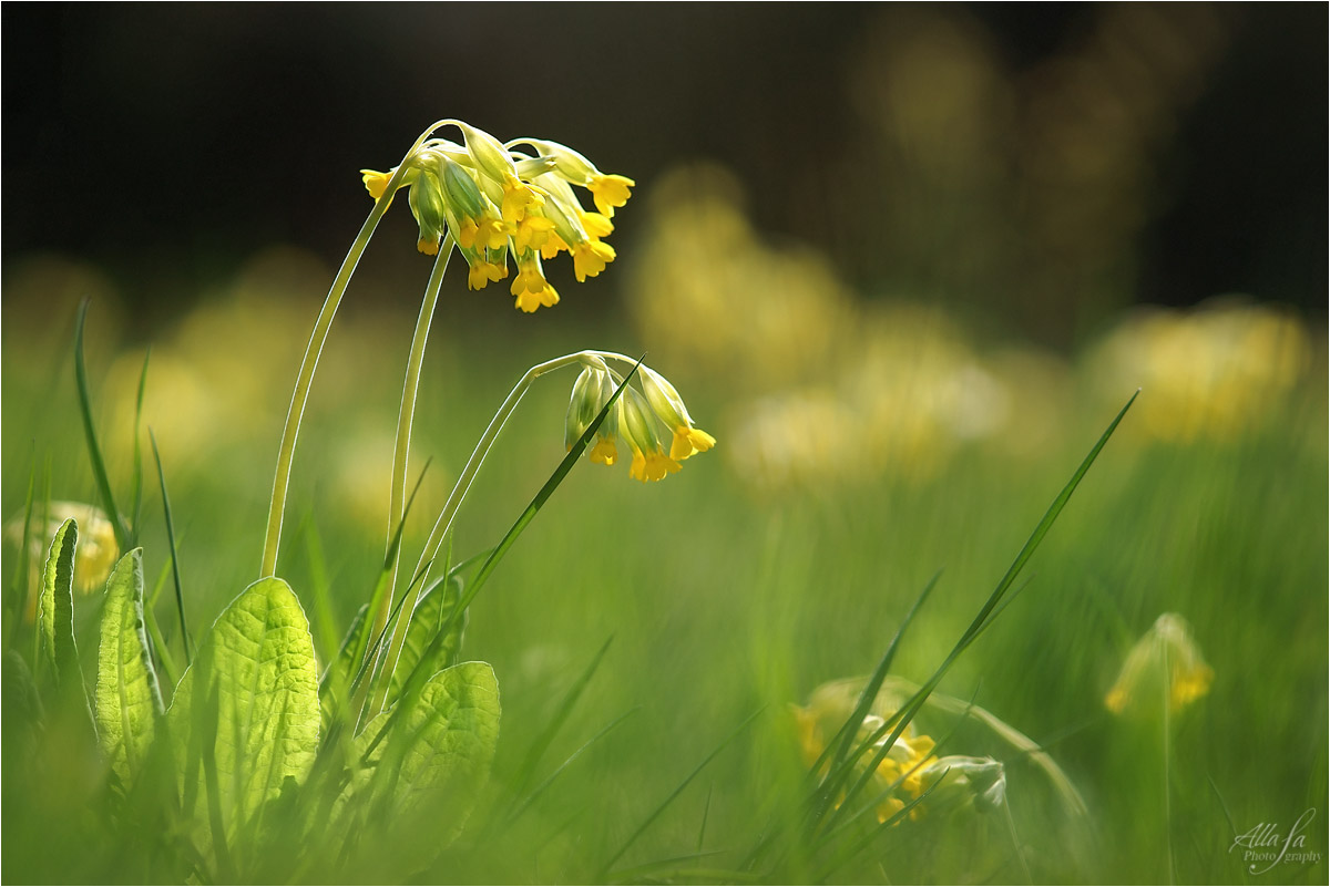 photo "***" tags: nature, macro and close-up, 