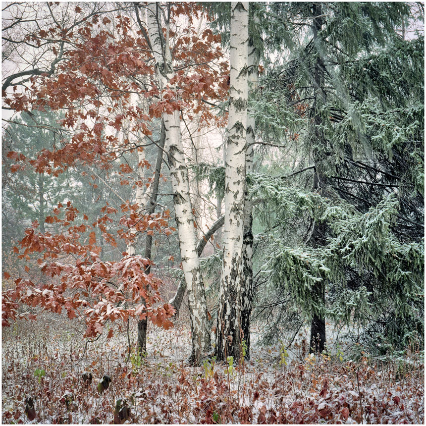 photo "***" tags: nature, 120, 6x6, Kodak Ektar 100, TLR, Yashica Mat Em