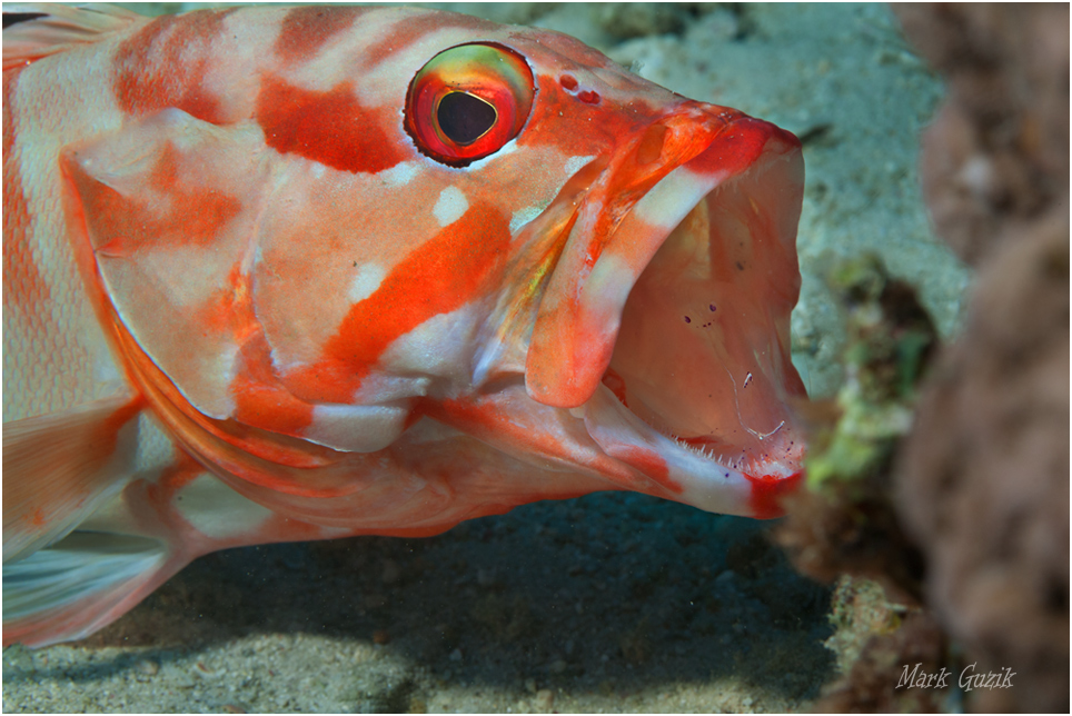 photo "At the dentist" tags: underwater, 