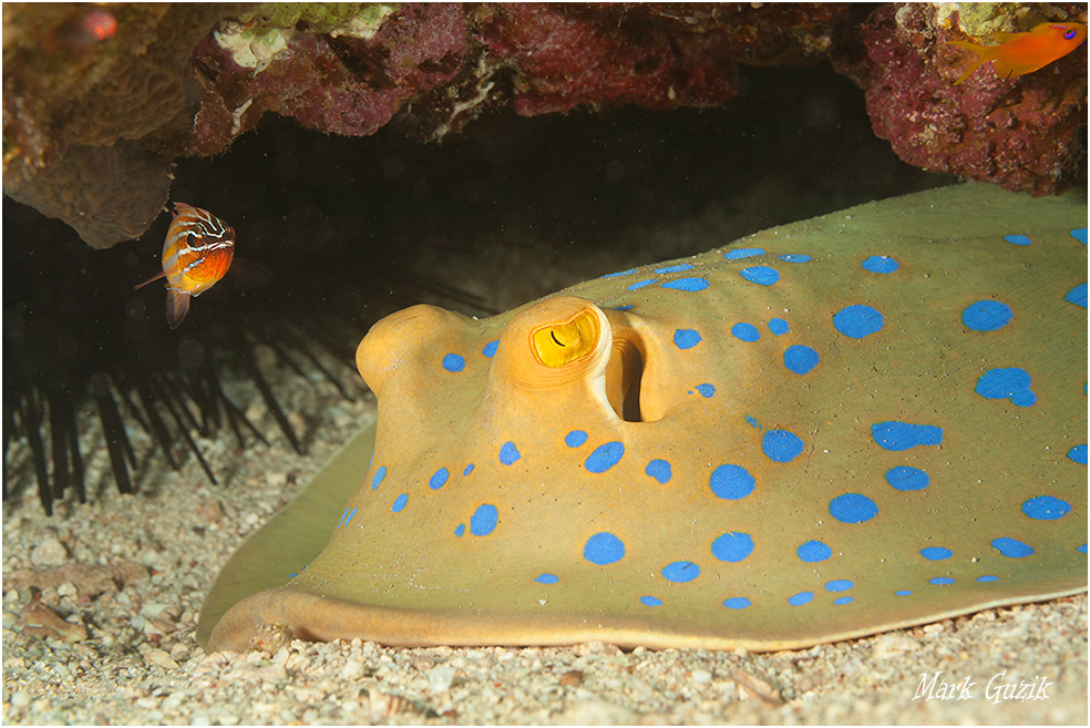 photo "A big friend" tags: underwater, 