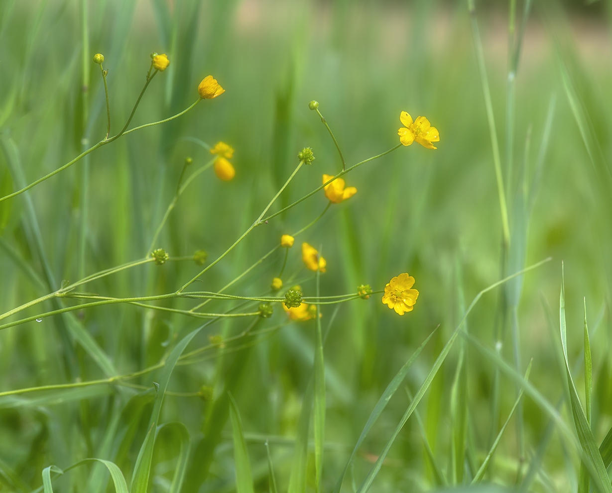 photo "***" tags: nature, macro and close-up, 