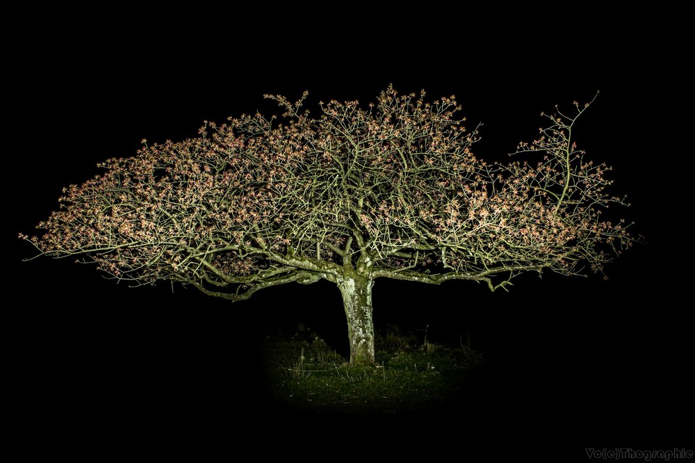 photo "night tree" tags: nature, 