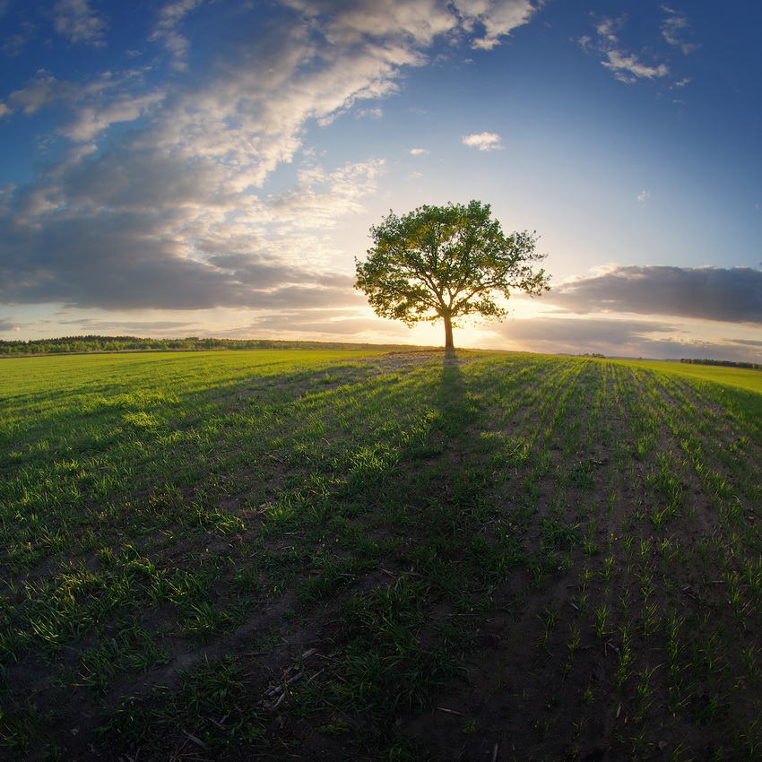 photo "***" tags: landscape, evening, field, spring, Беларусь, полесье