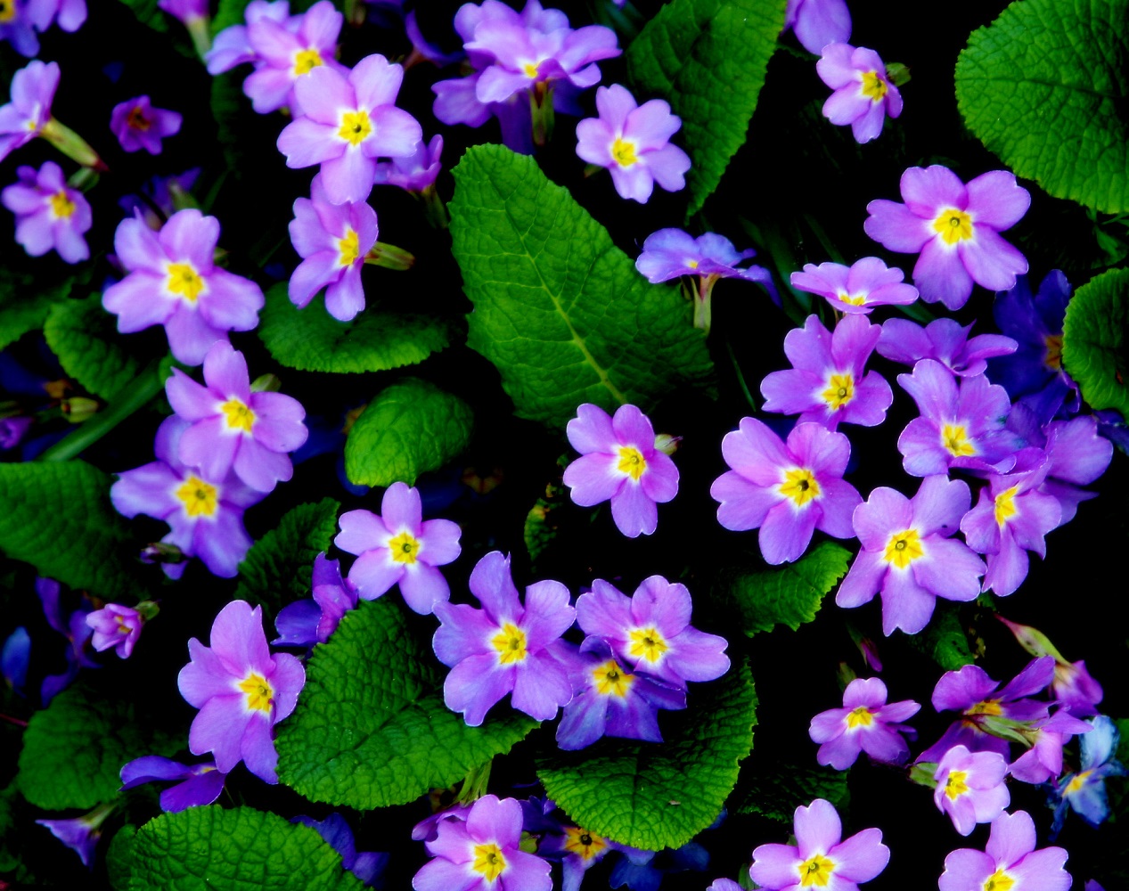 photo "Primulas" tags: nature, macro and close-up, spring