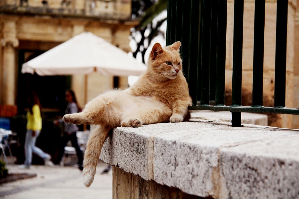 фото "Мальтийская кошка" метки: путешествия, 