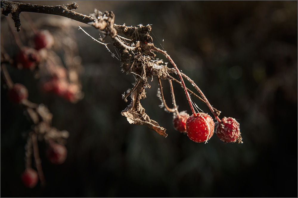 photo "***" tags: nature, autumn, флора, яблоня. яблоки