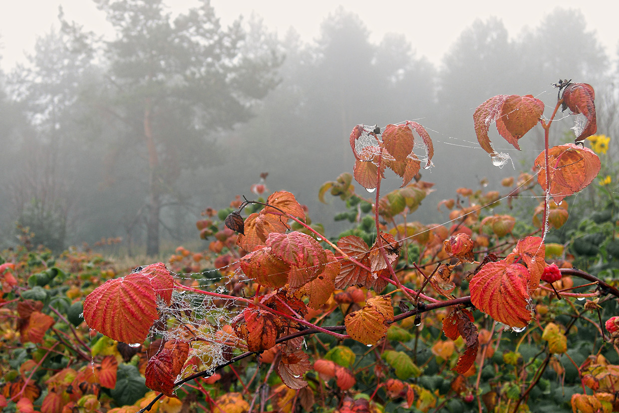 photo "***" tags: nature, landscape, 