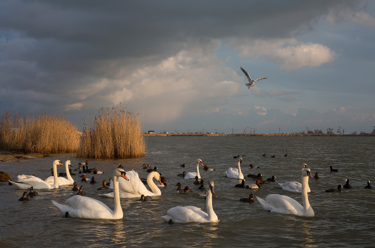 photo "***" tags: , Crimea, lake, Евпатория, лебеди
