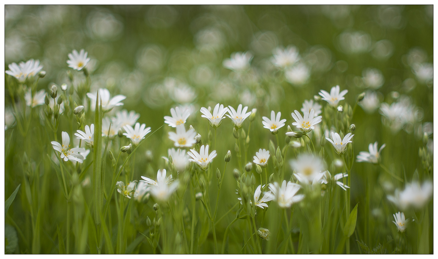 photo "* * *" tags: nature, macro and close-up, misc., background, flowers, grass, green, light, spring