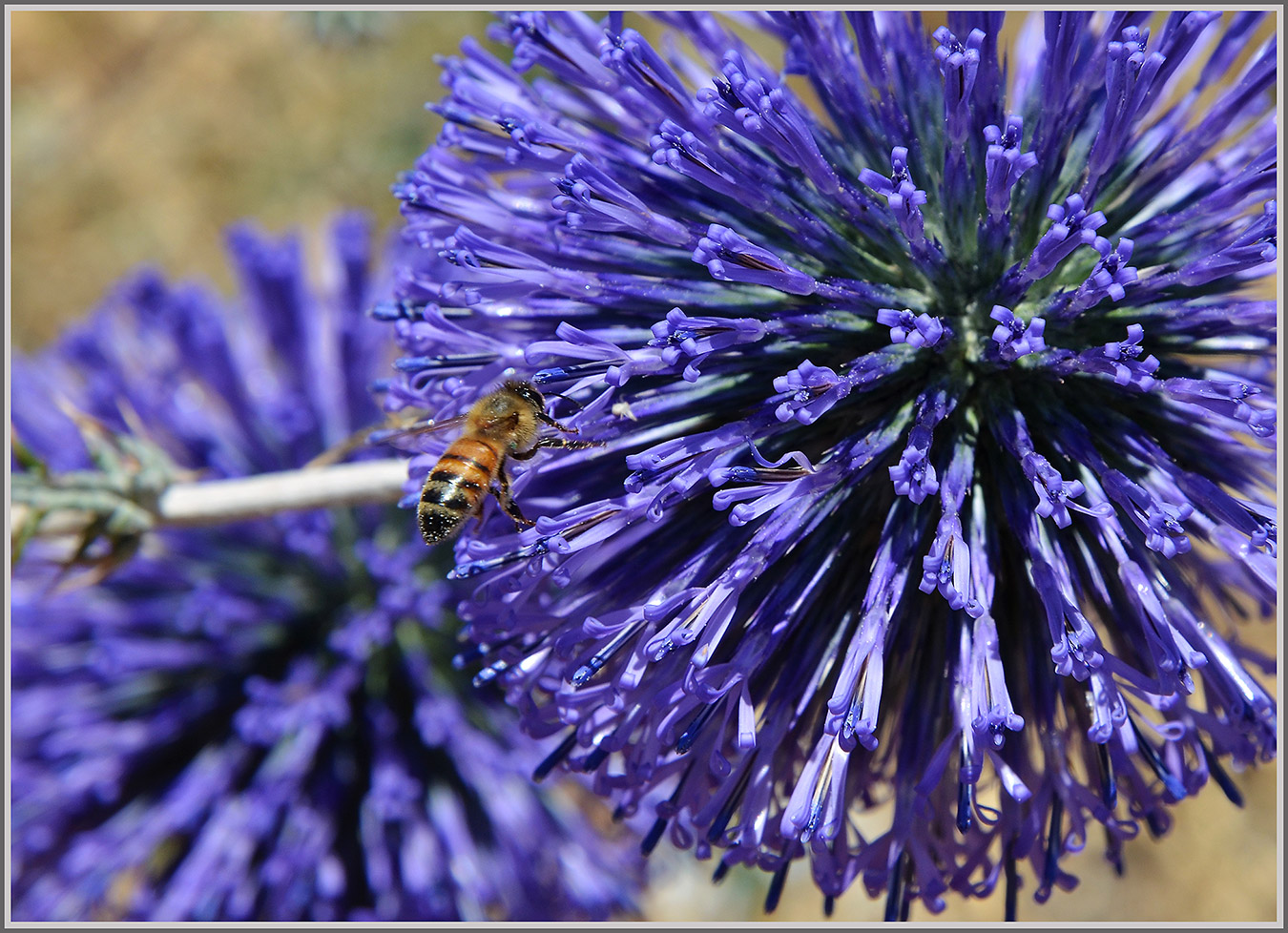 photo "***" tags: macro and close-up, nature, travel, 