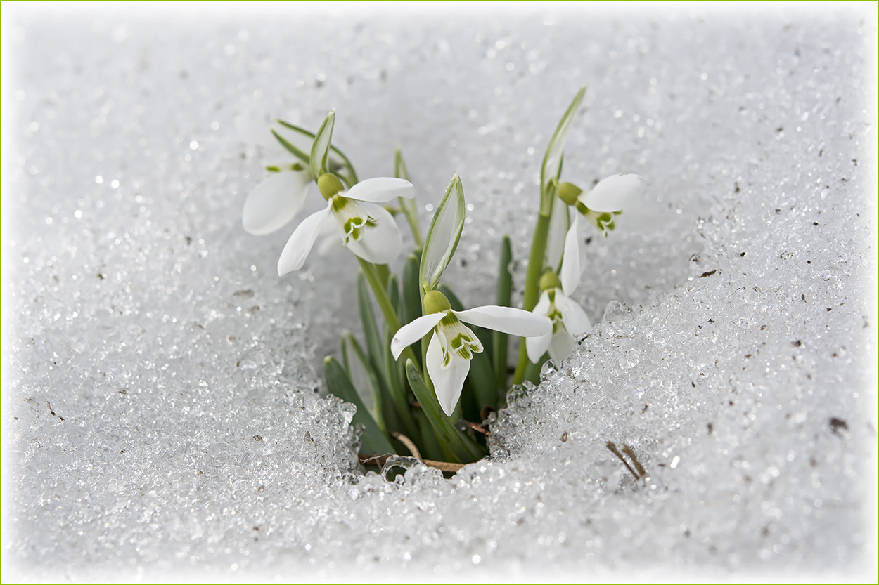 photo "***" tags: still life, nature, snow, spring, подснежники