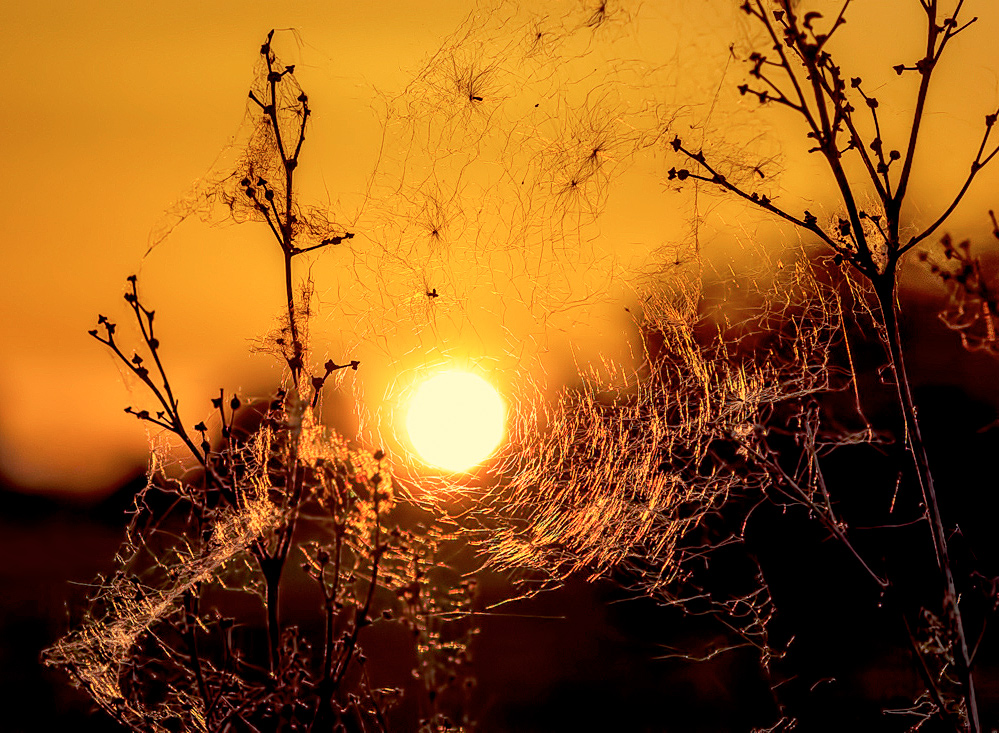 photo "Portal" tags: nature, macro and close-up, sunset, первый день лета