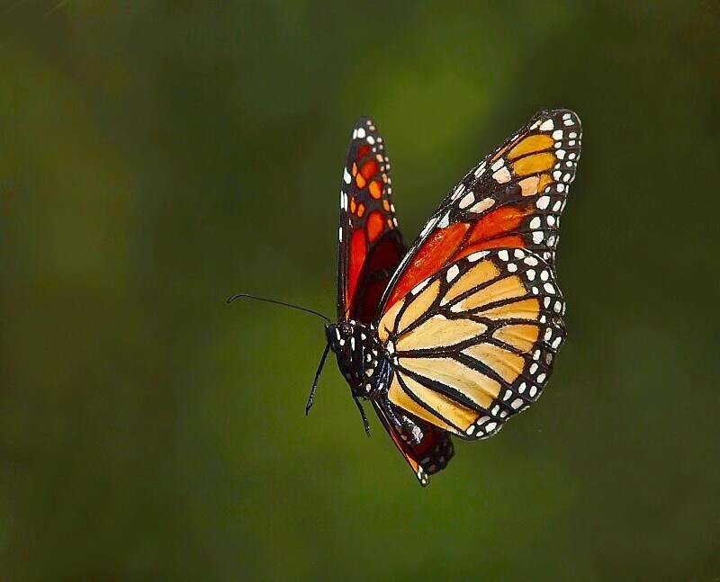 фото "butterfly" метки: природа, 