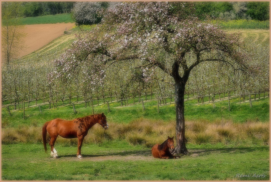 photo "***" tags: landscape, nature, 