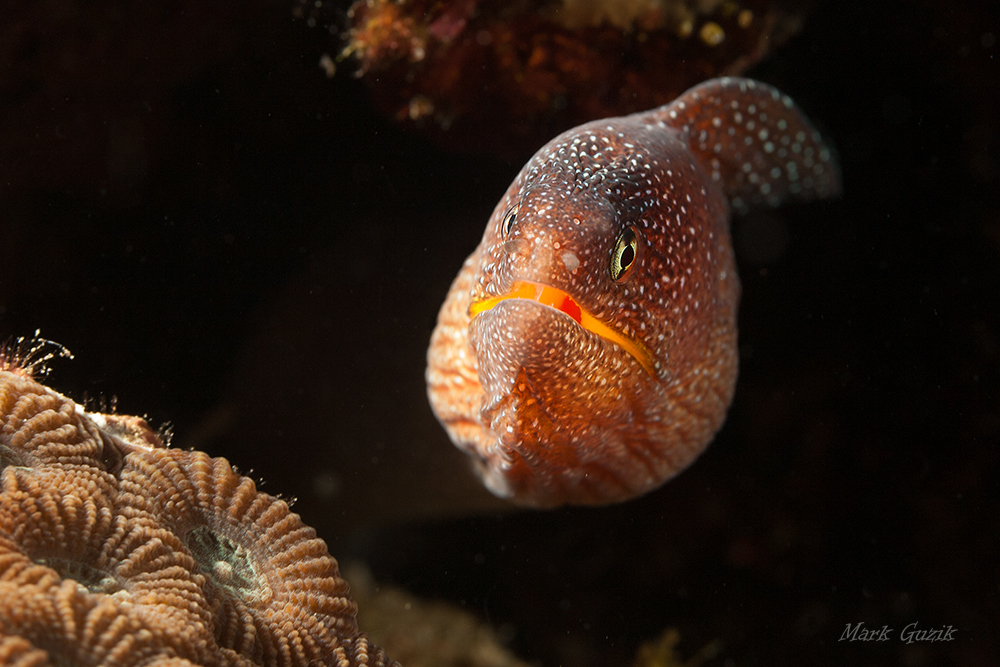 photo "Out of Darkness" tags: underwater, 