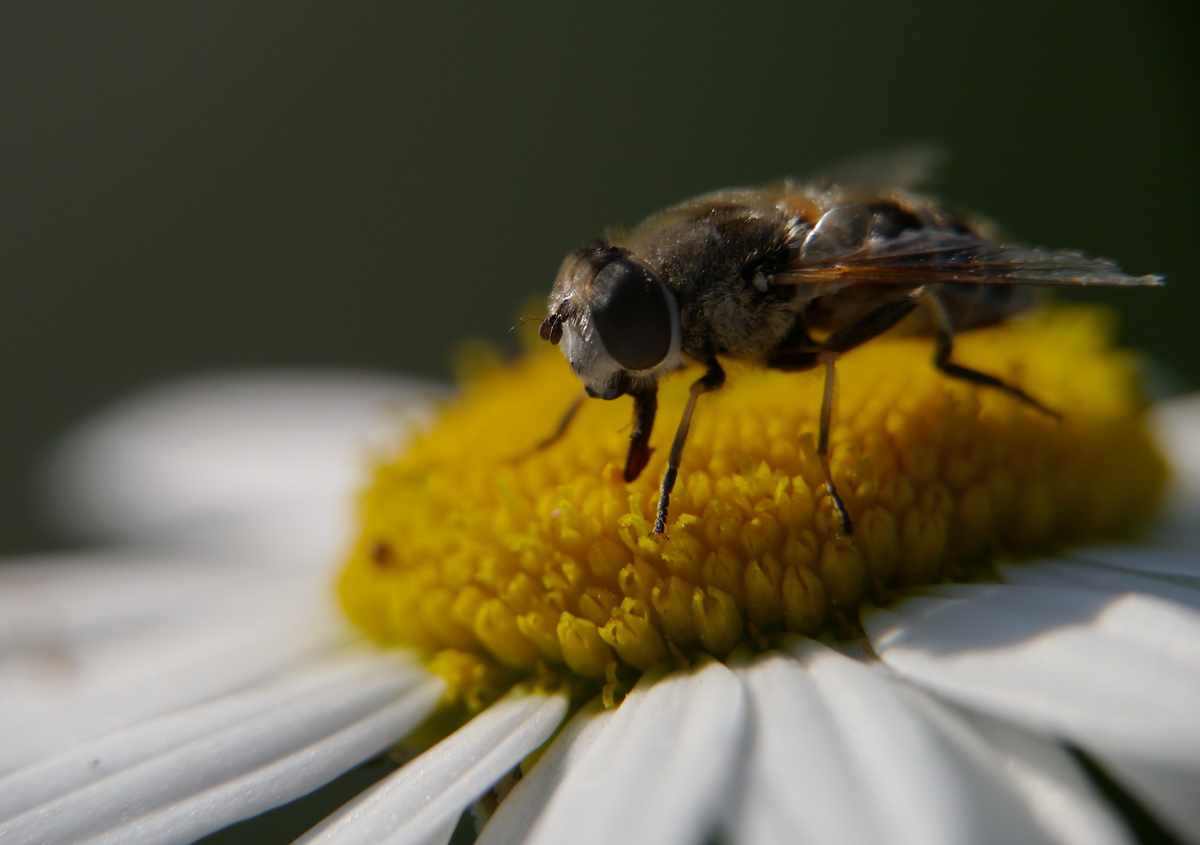 photo "***" tags: macro and close-up, 