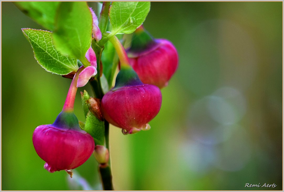 photo "***" tags: nature, macro and close-up, 