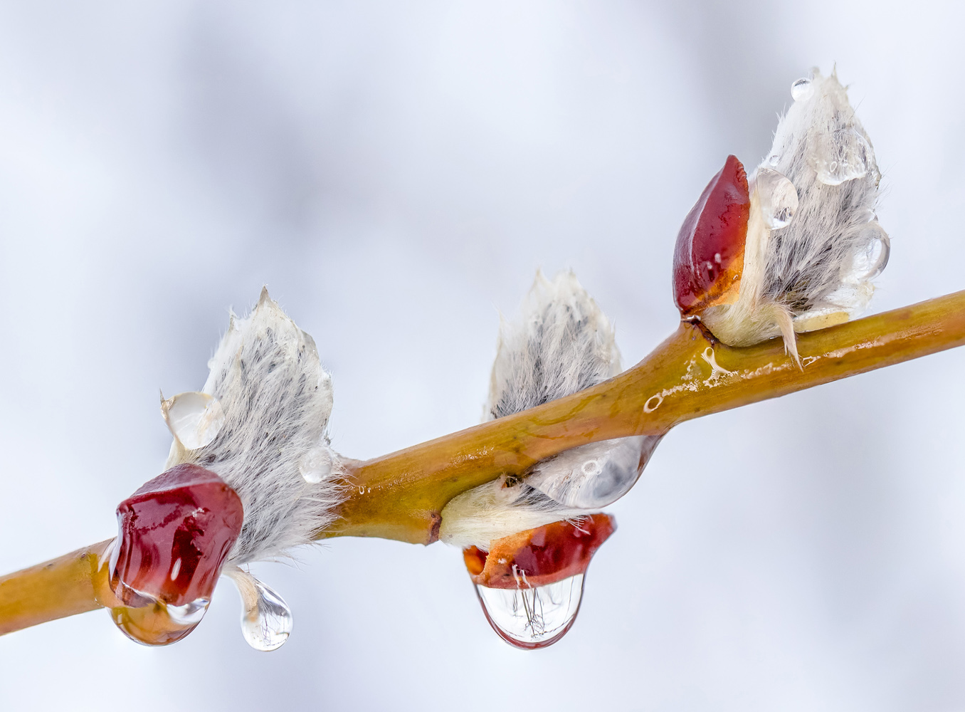 photo "Droplet" tags: macro and close-up, nature, ива, талый снег