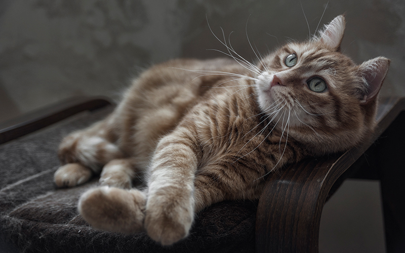 фото "My cat" метки: портрет, animal cat pets