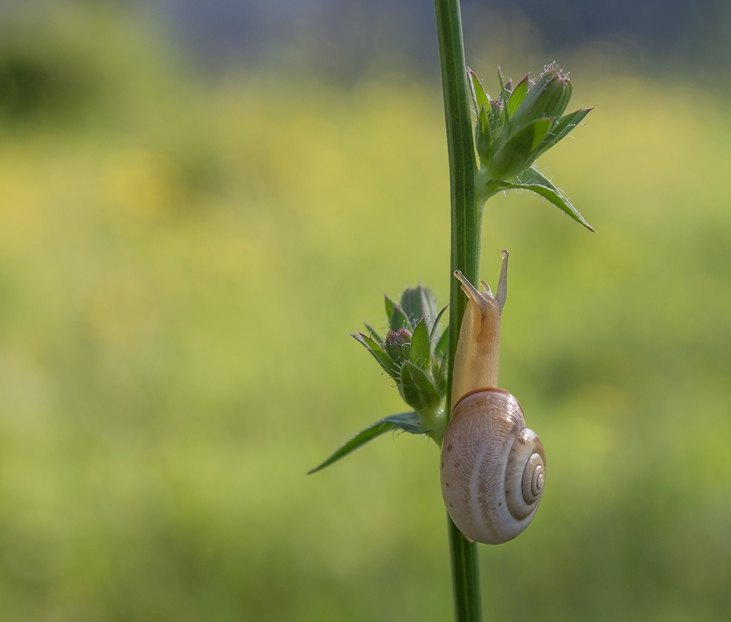 photo "***" tags: nature, macro and close-up, 