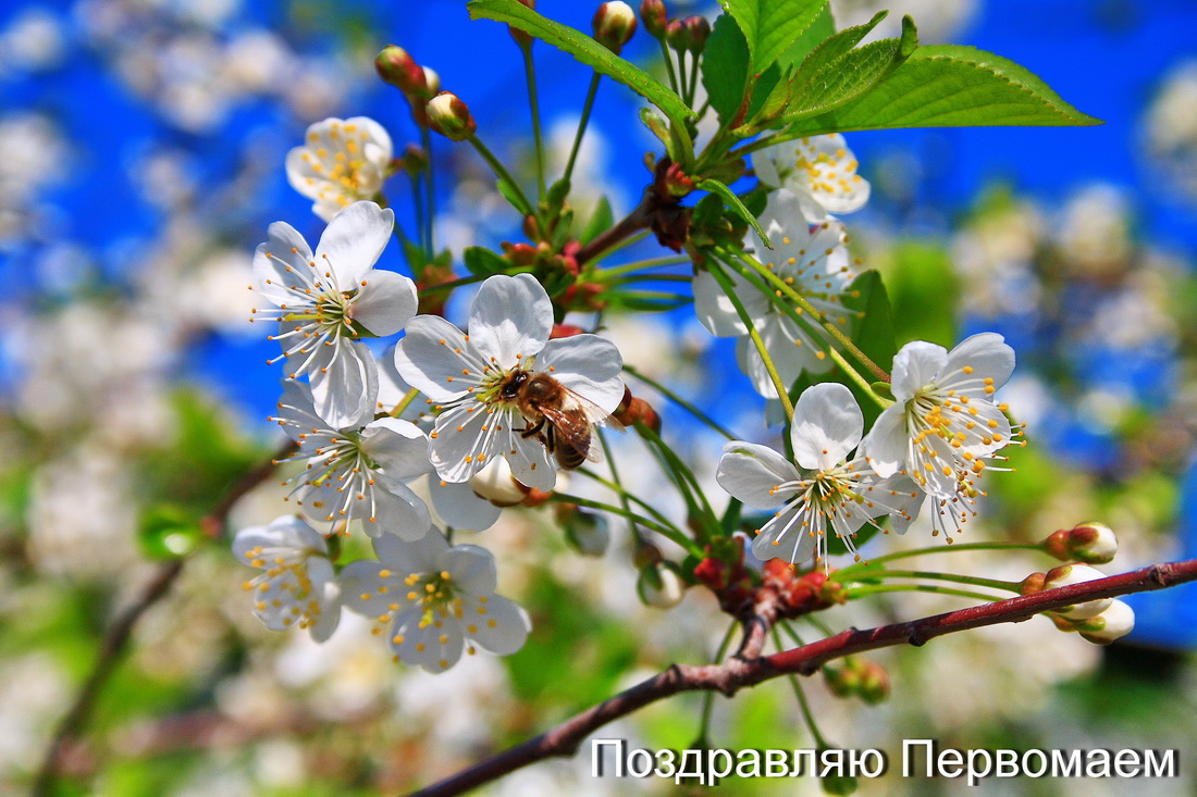 photo "***" tags: , 