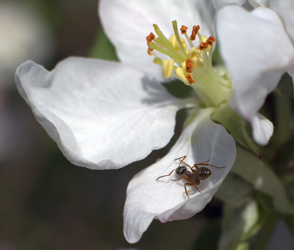 photo "***" tags: macro and close-up, ant