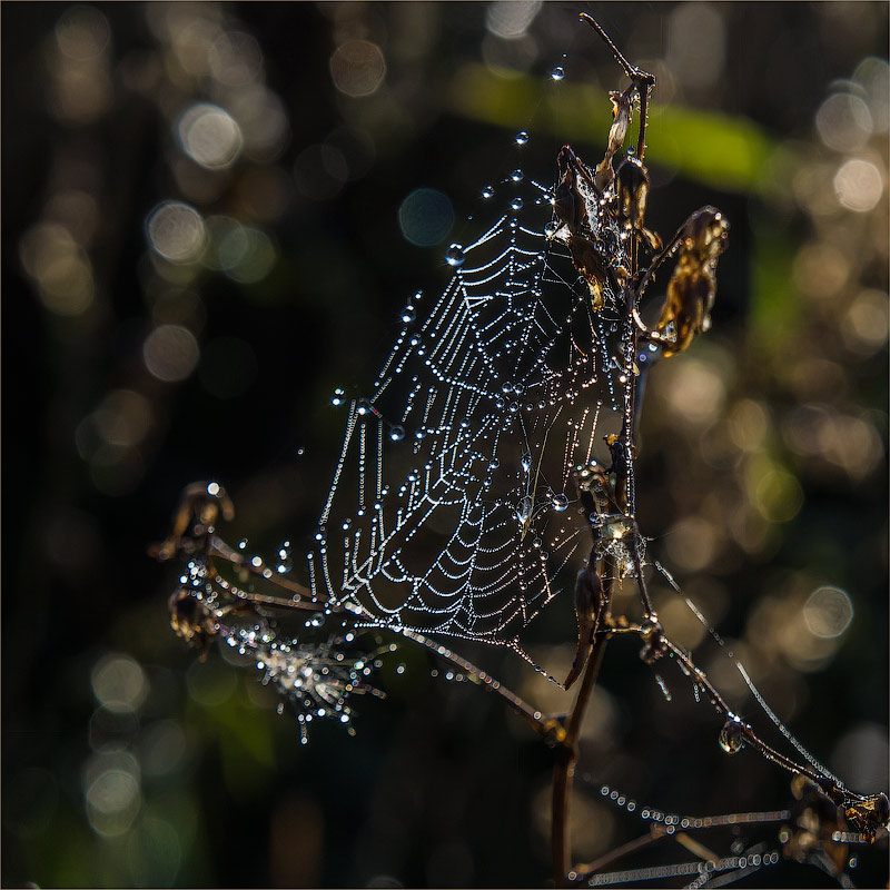 photo "Diamond network" tags: macro and close-up, макро, паутинка, росинки