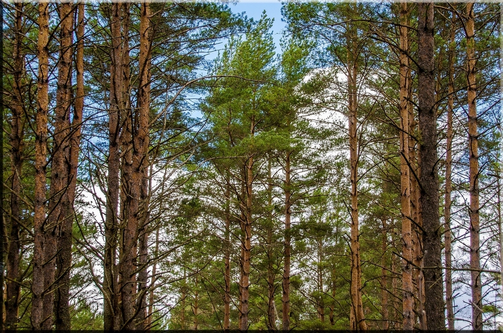 photo "***" tags: nature, landscape, misc., forest, деревья