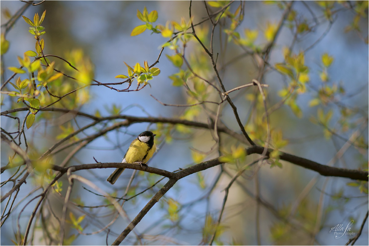 photo "***" tags: nature, fragment, 