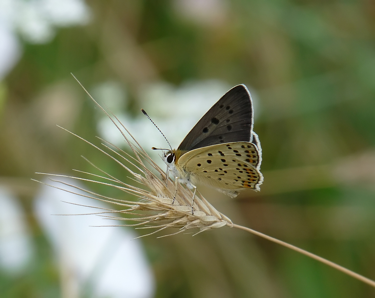 photo "***" tags: macro and close-up, nature, insect, spring