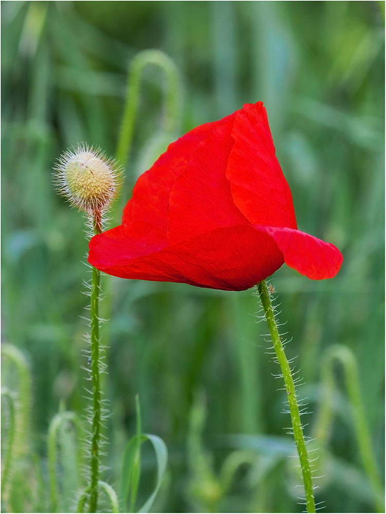 photo "***" tags: misc., flowers