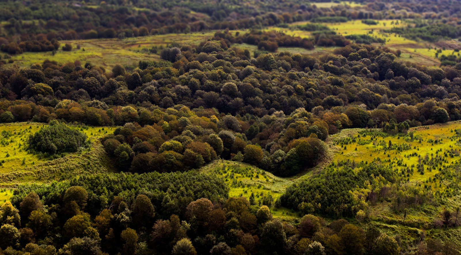 фото "Плюшевый мир" метки: пейзаж, природа, аэросъемка, деревья, зелёный, кусты, плюшевый, поле