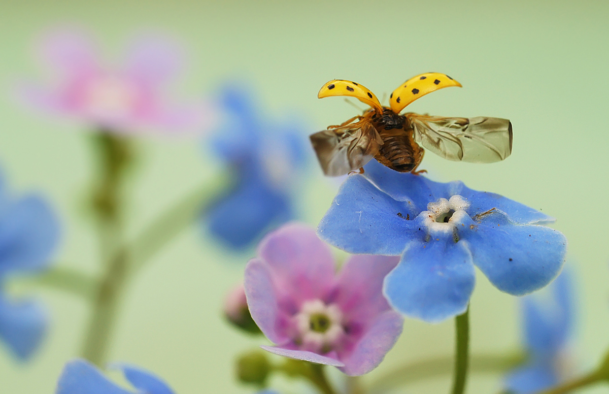 photo "***" tags: macro and close-up, nature, божья коровка, макро