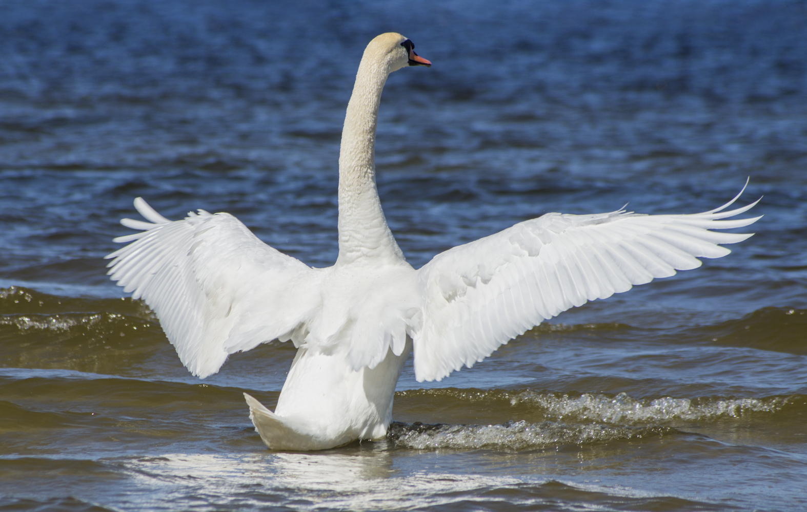 photo "Дирижер" tags: nature, macro and close-up, sea, лебедь