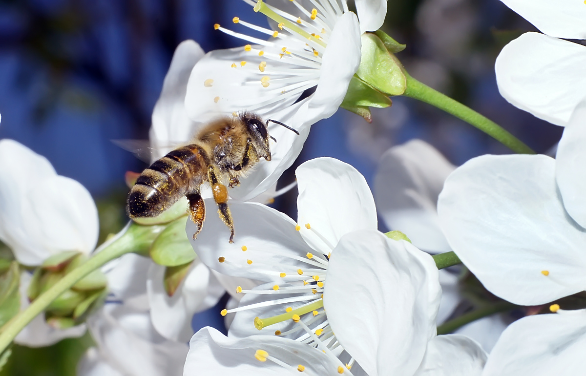фото "Весенние хлопаты" метки: макро и крупный план, макро, пчела