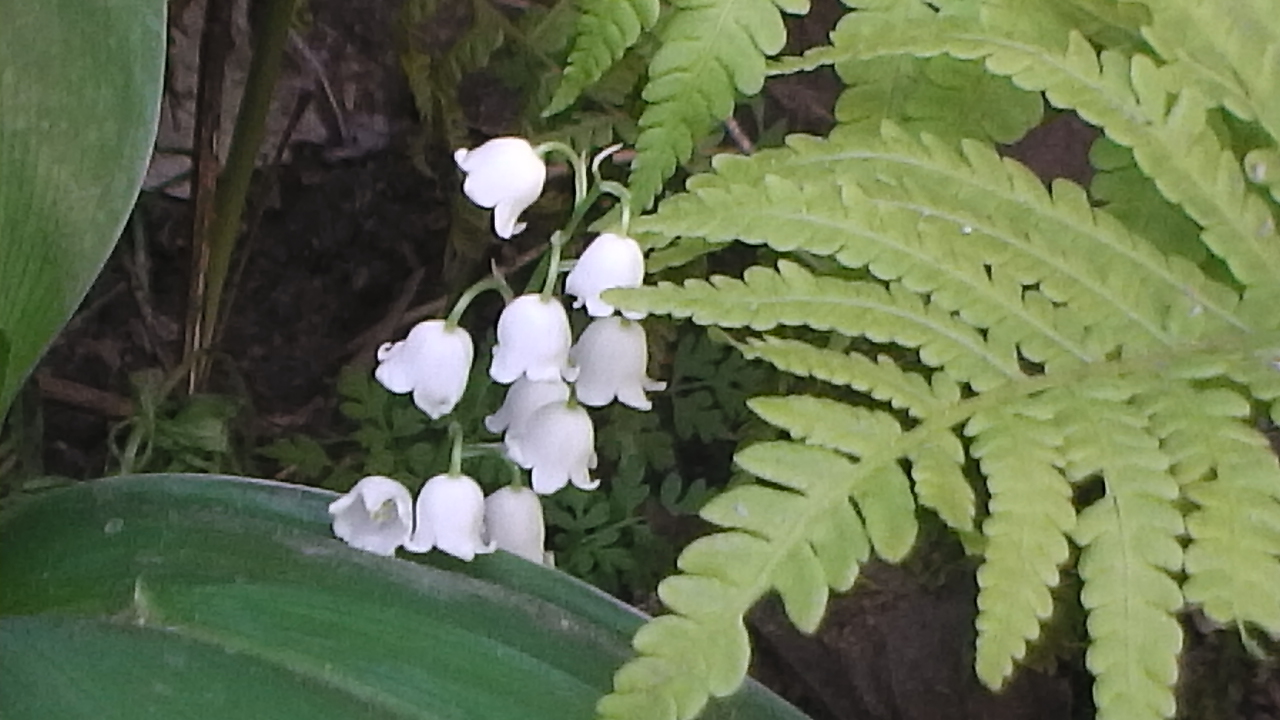 photo "***" tags: nature, spring, ландыш, цветок