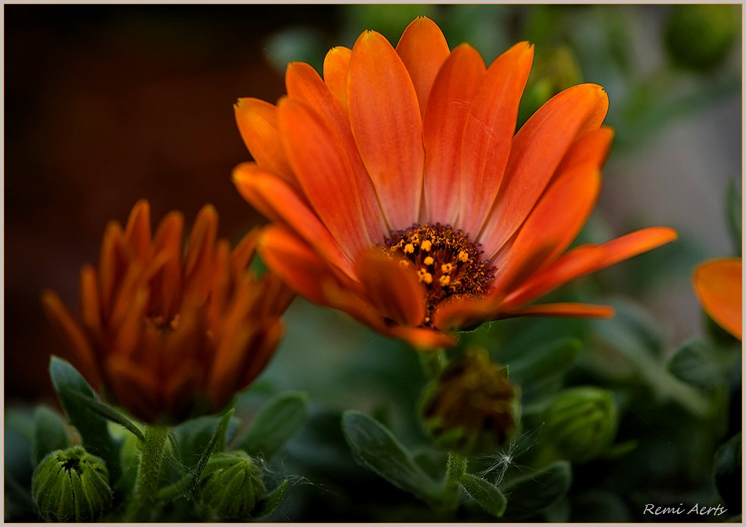 photo "***" tags: nature, macro and close-up, 