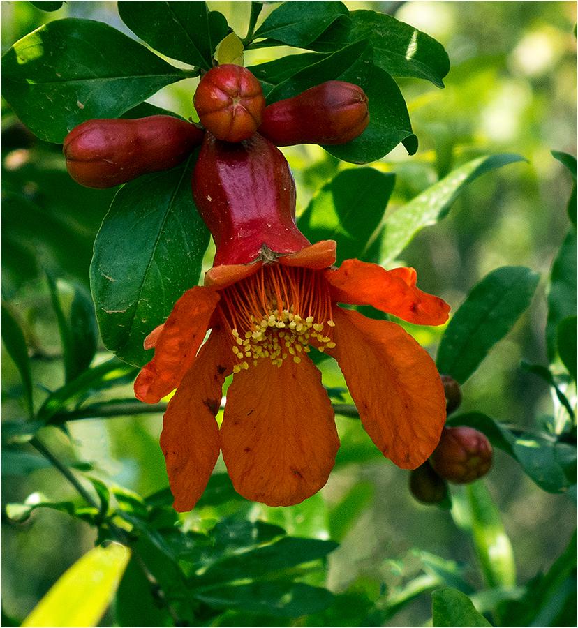 фото "Гранат" метки: макро и крупный план, природа, pomegranate, цветок граната, цветы