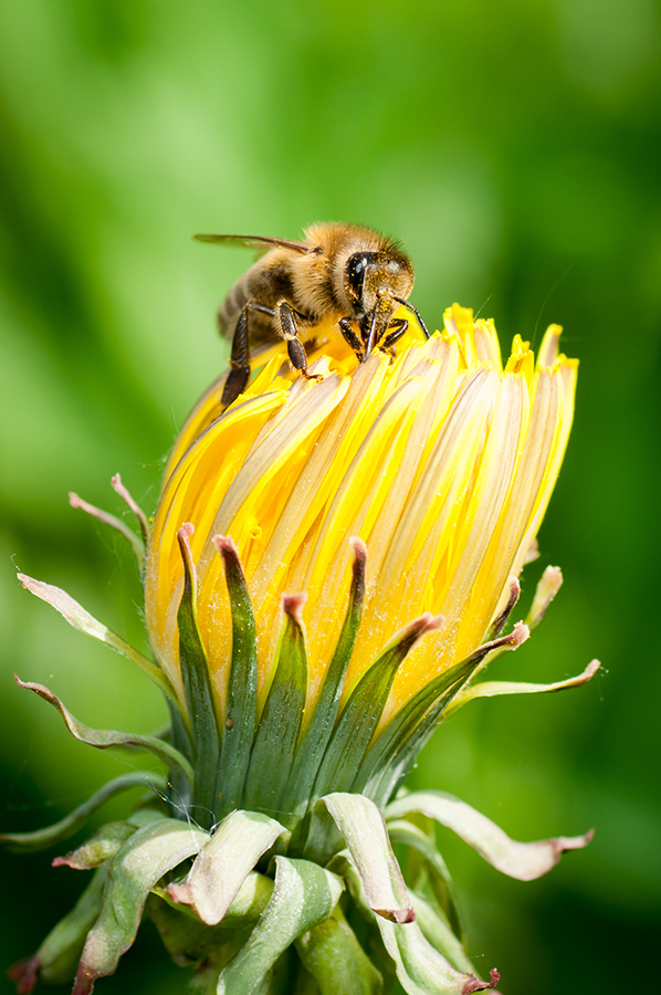 фото "Пчела и одуванчик" метки: природа, макро и крупный план, 