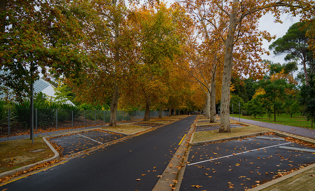 photo "***" tags: landscape, nature, street, autumn, leaves, rain, road, street, trees, yellow