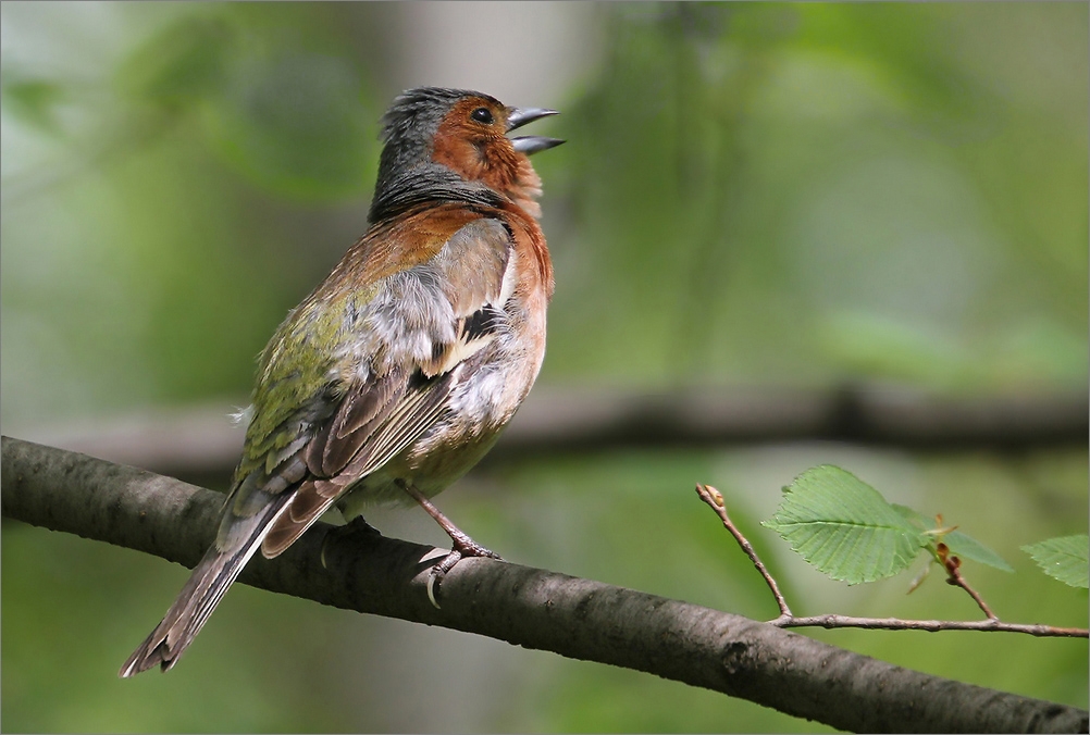 photo "Serenade" tags: nature, macro and close-up, 