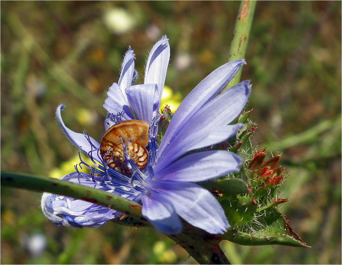 photo "A lover of chicory." tags: macro and close-up, nature, chicory, snail, улитка, цикорий