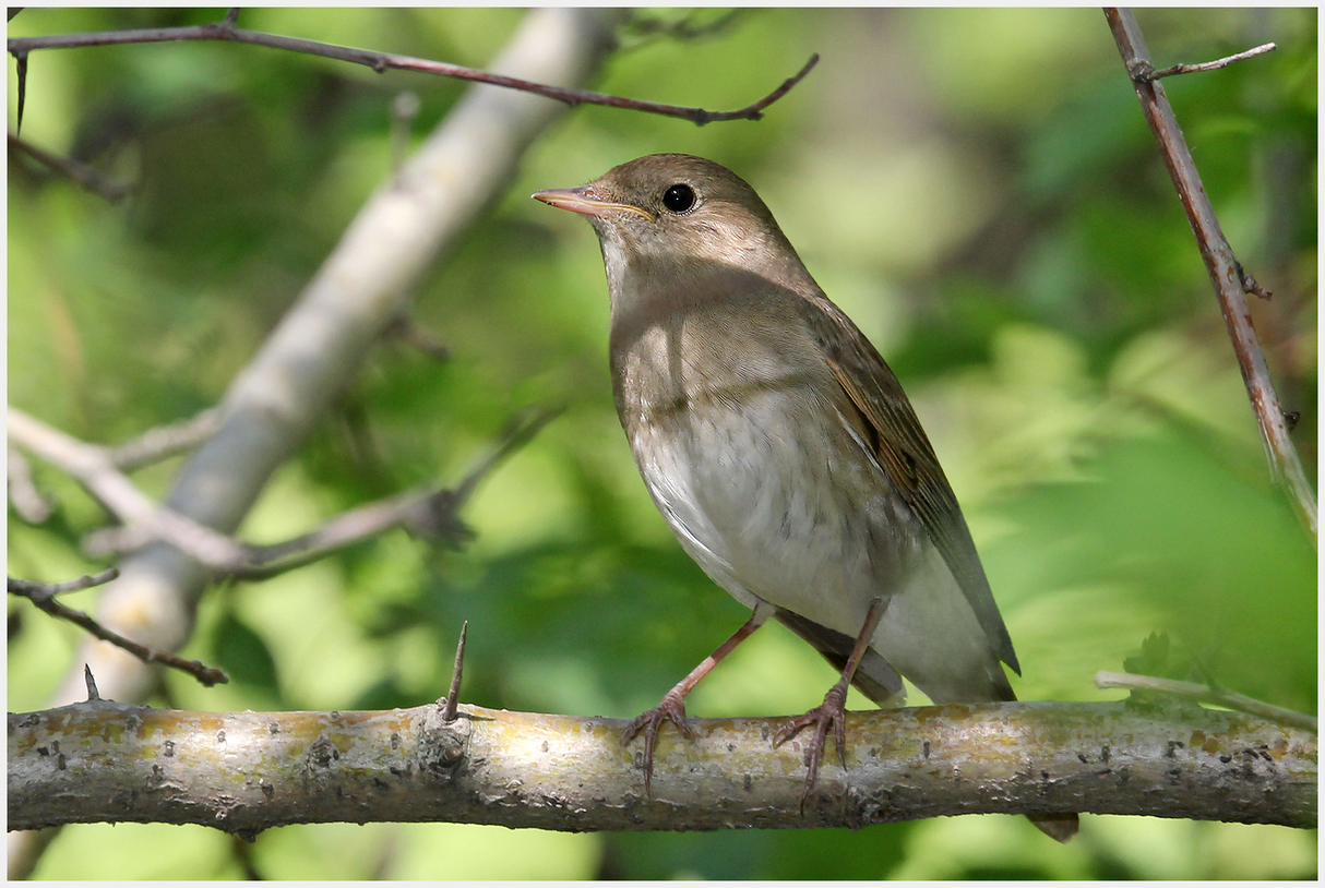 photo "Nightingale" tags: nature, macro and close-up, 