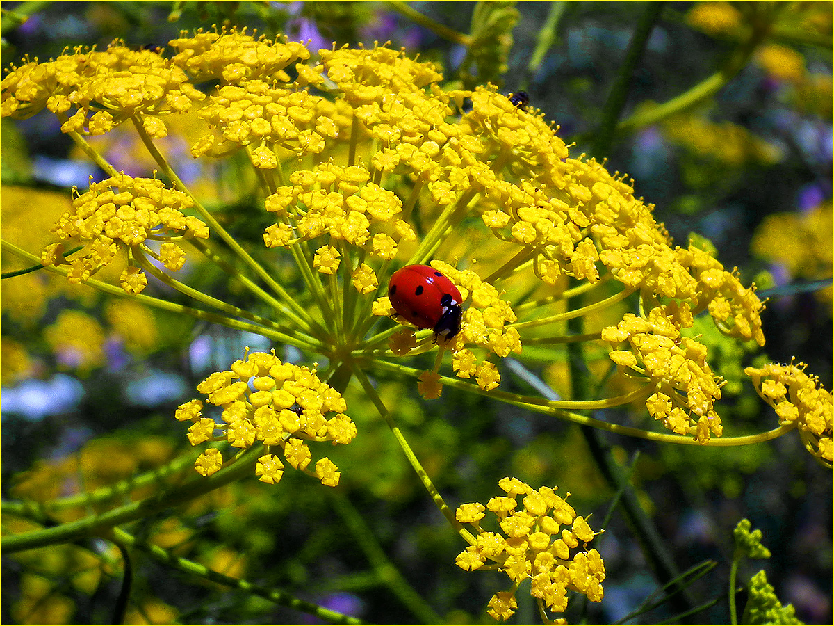 фото "Коровка" метки: природа, макро и крупный план, ladybug, божья коровка