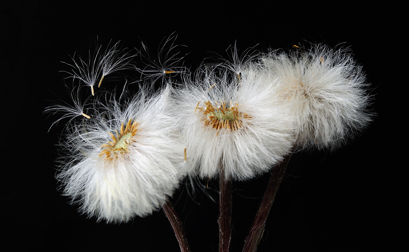 photo "***" tags: macro and close-up, nature, 