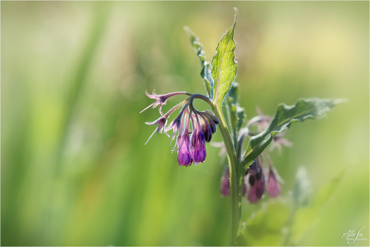 photo "***" tags: nature, macro and close-up, fragment, 