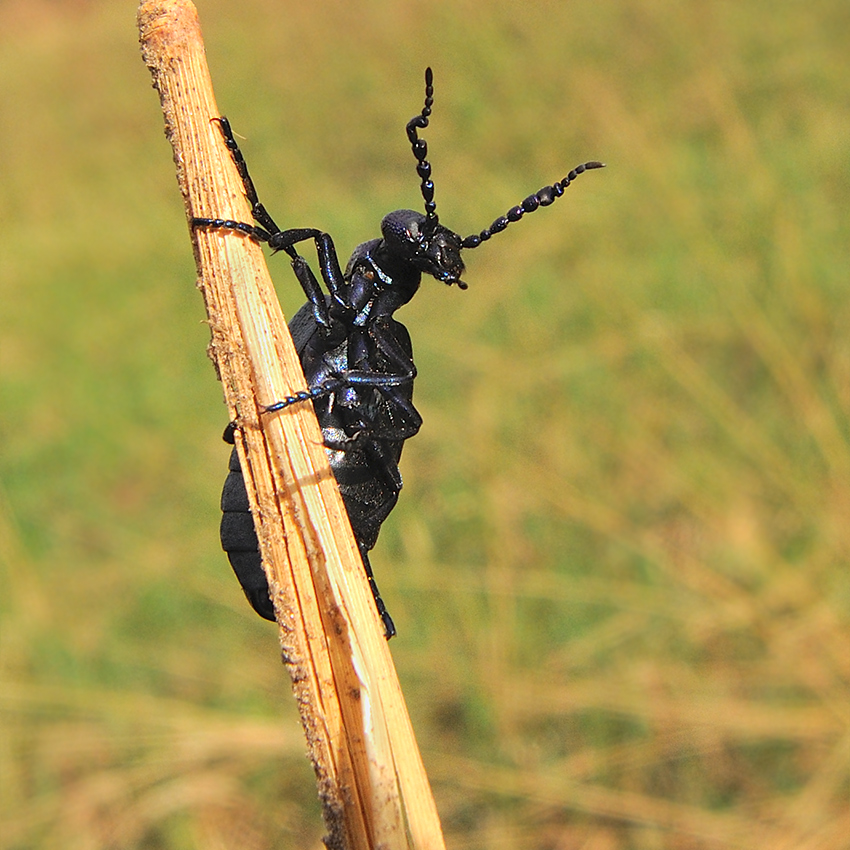 photo "***" tags: nature, macro and close-up, 