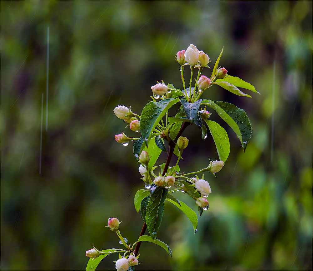 фото "Майский дождь" метки: природа, дождь, май, яблоня